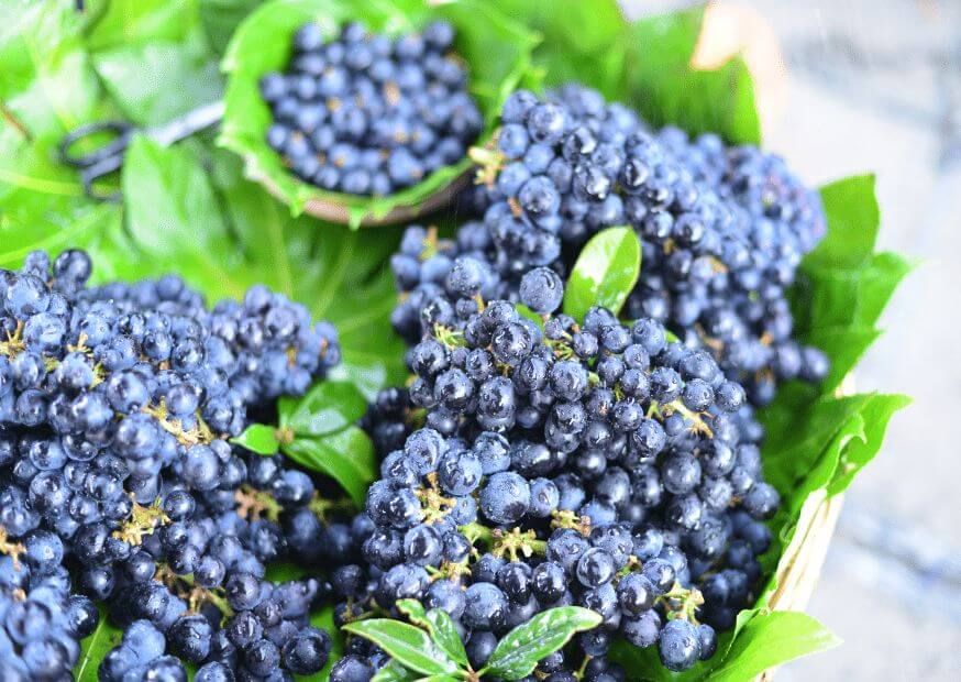 Hybrid-agri Blueberries