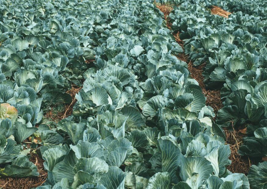 Hybrid-agri cabbages