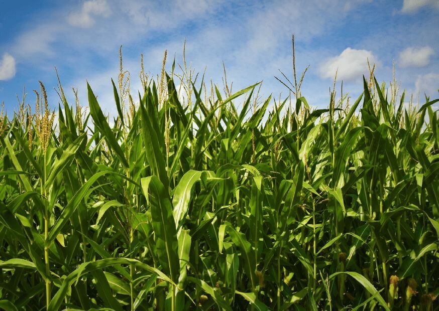 Hybrid-agri maize