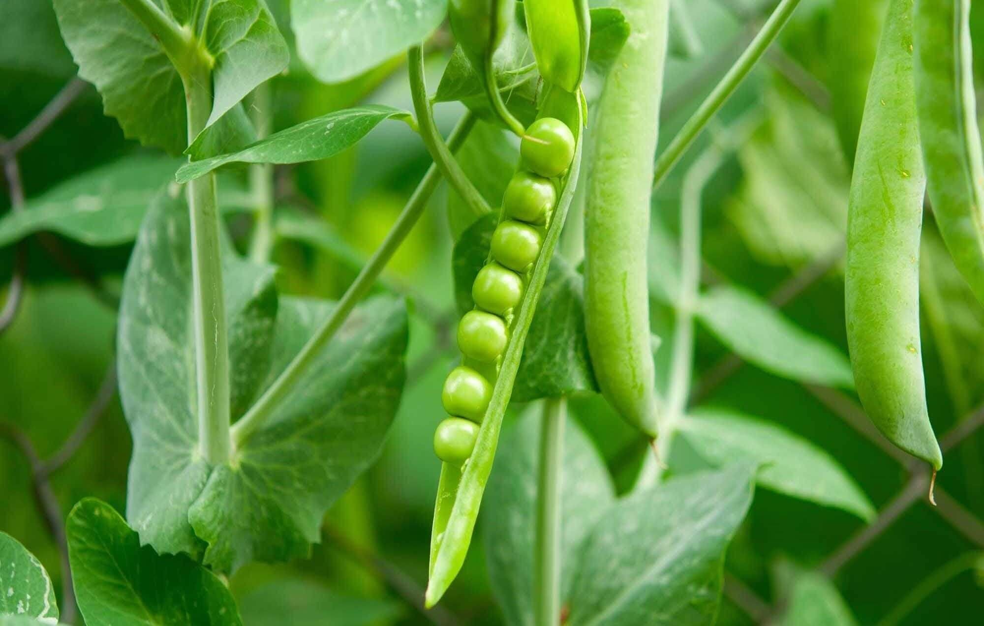 Hybrid-agri peas